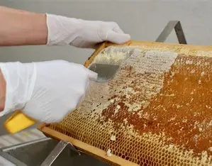 Honey Extraction